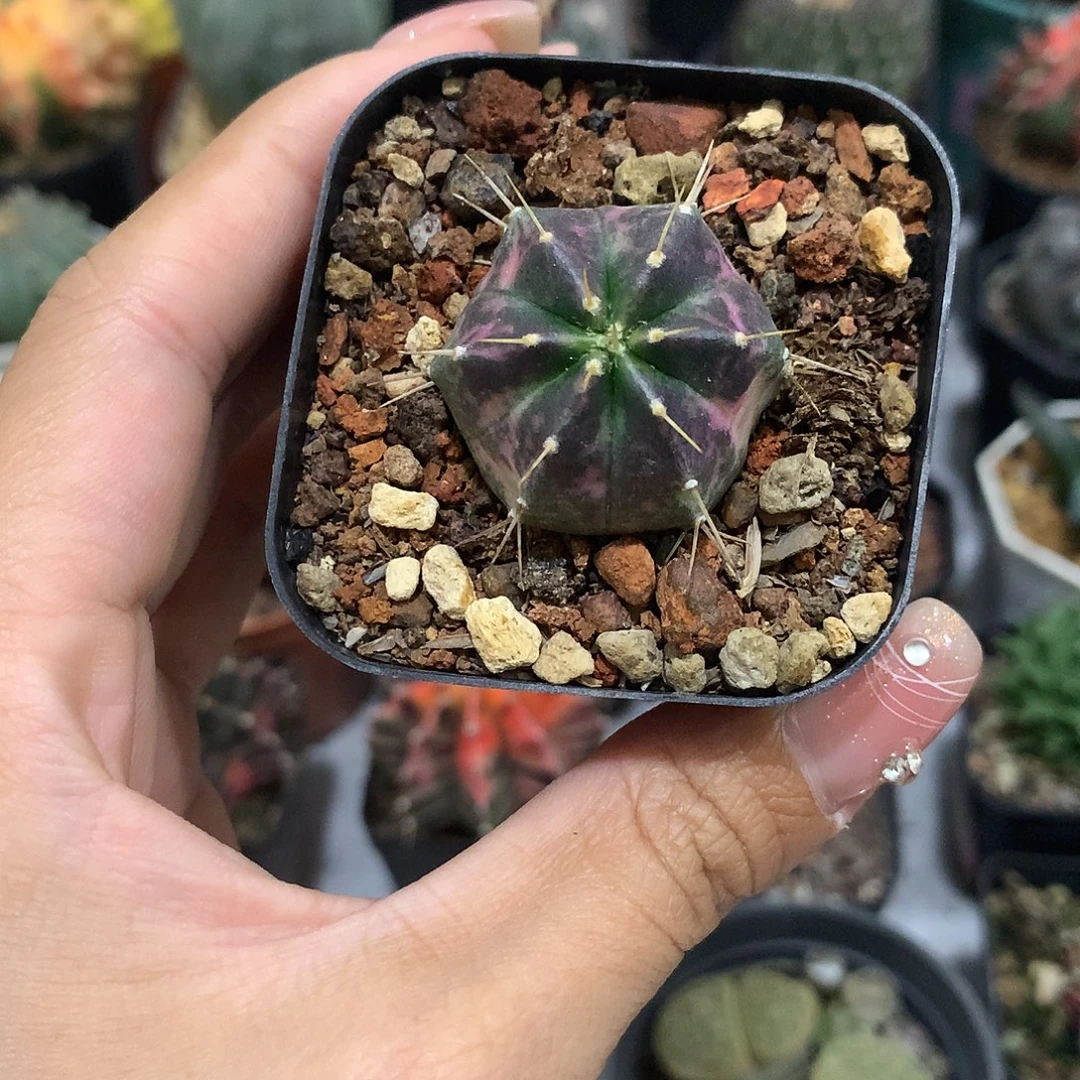 宇宙殿锦3公分自根