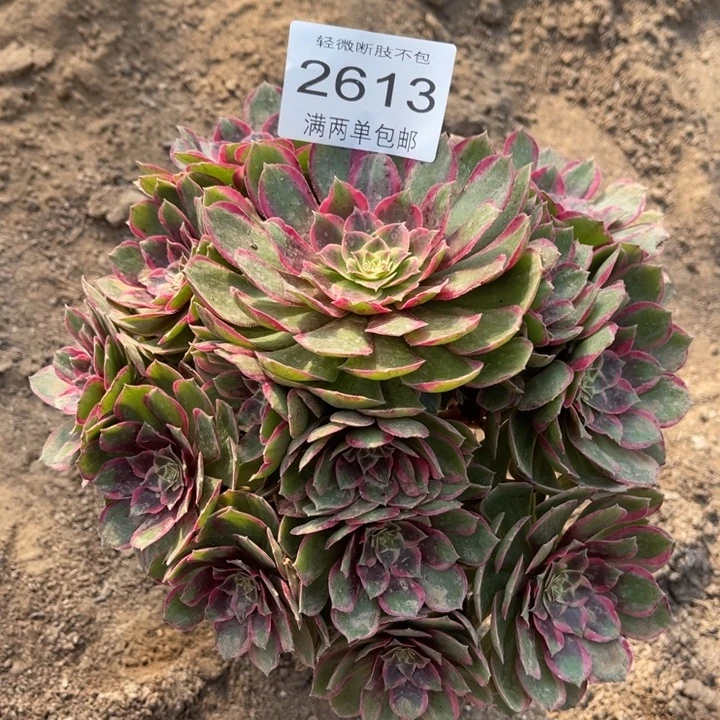 2613粉花妖的人多肉的