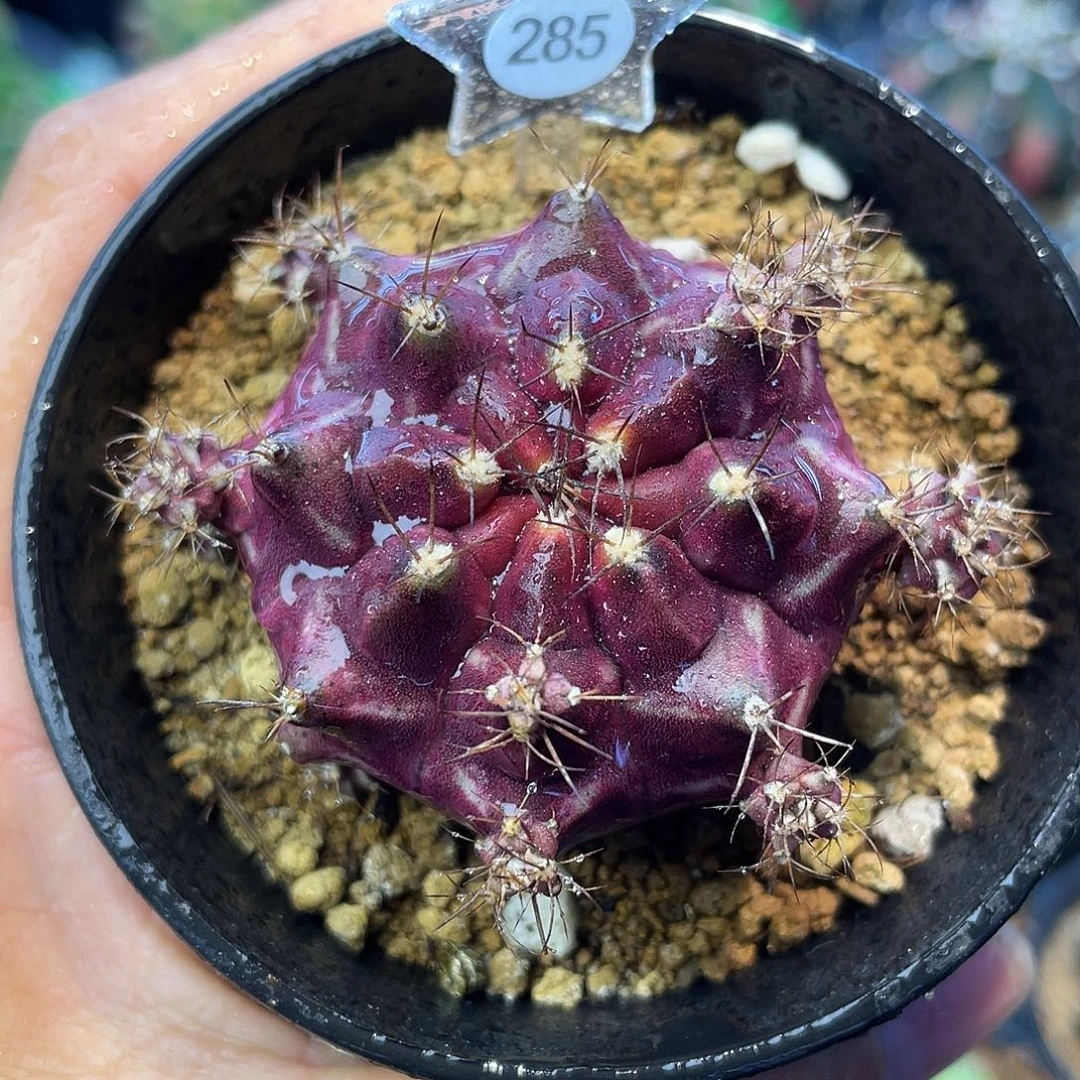 1-285米哈皮色球5.4厘米