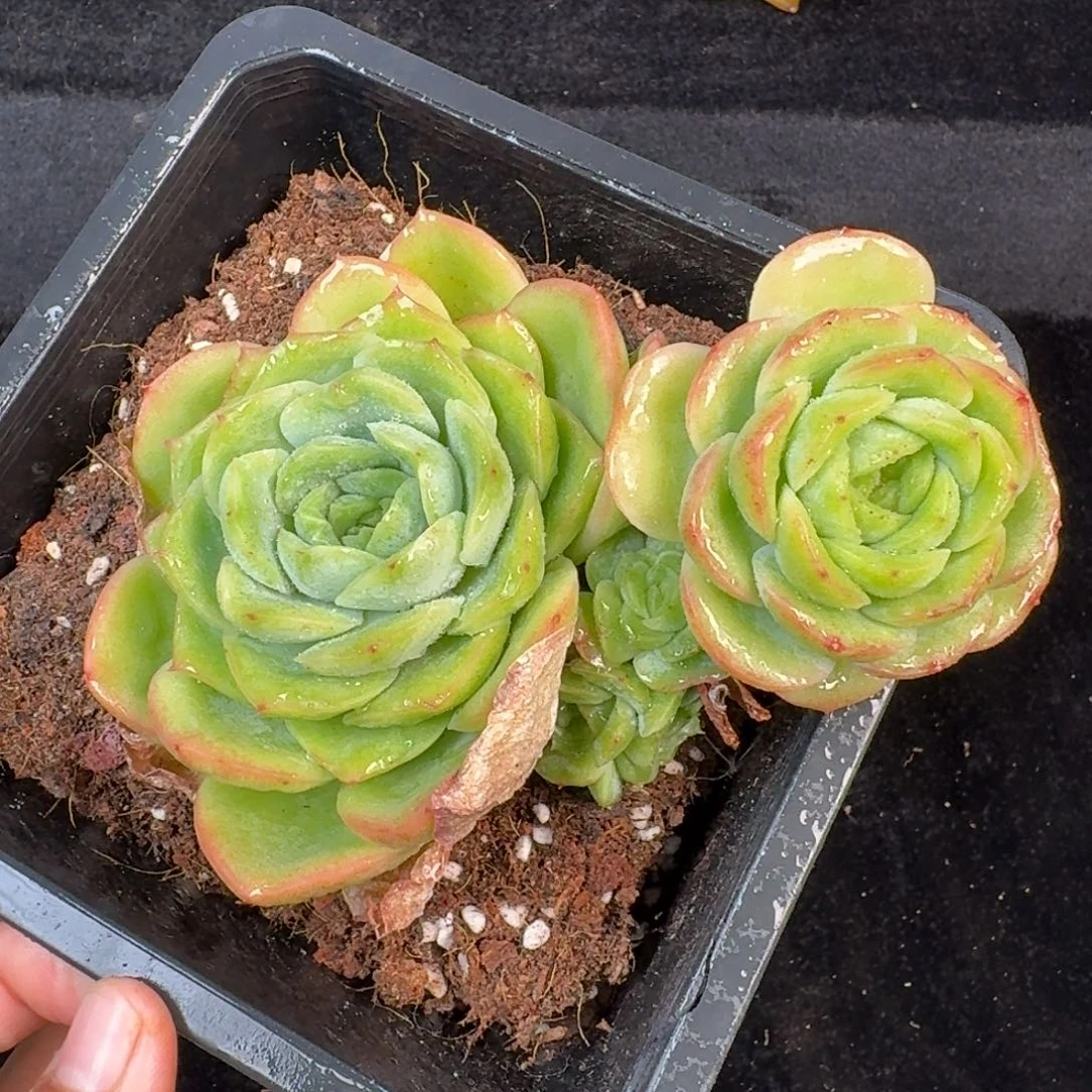 从前慢多肉精选编号1020.101