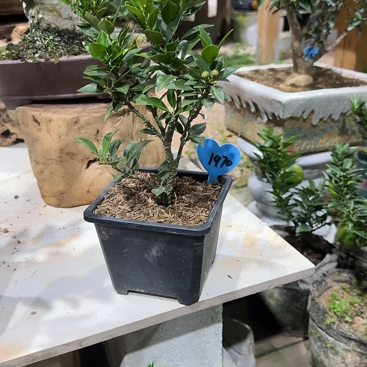 一***陈直播间八房柑一物一拍