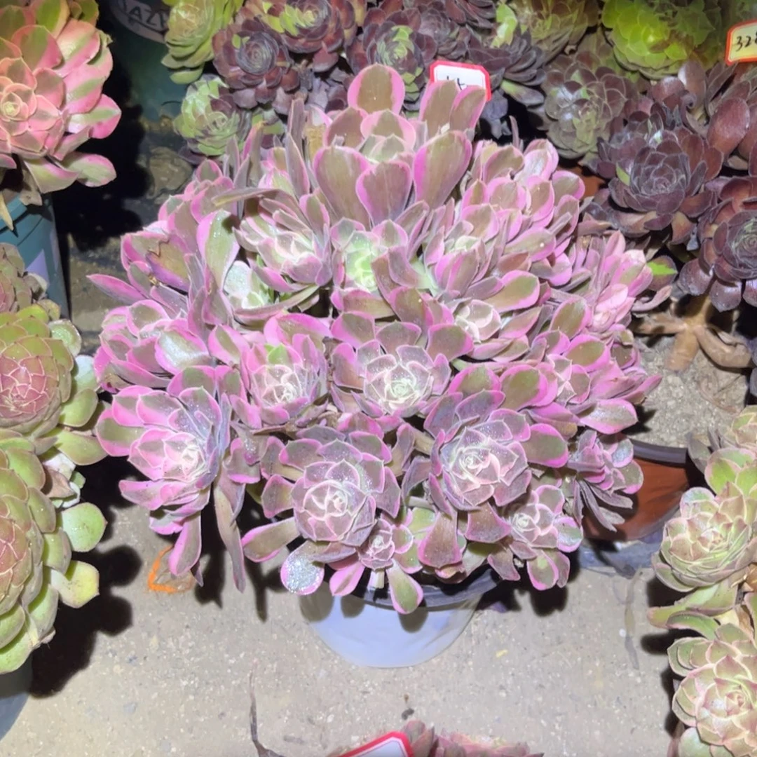 550多肉植物花样年华
