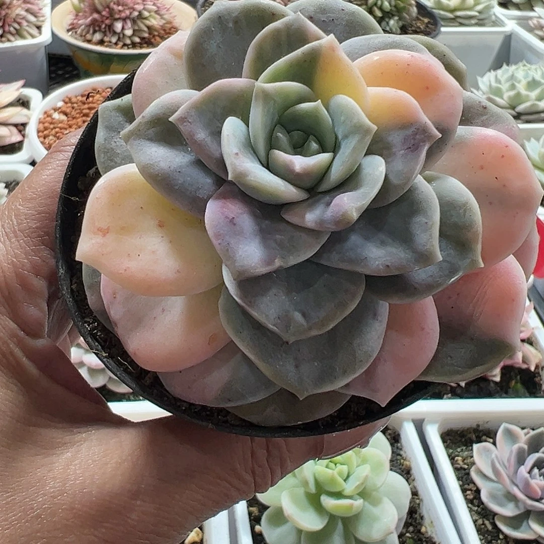 可爱玫瑰锦满38包邮