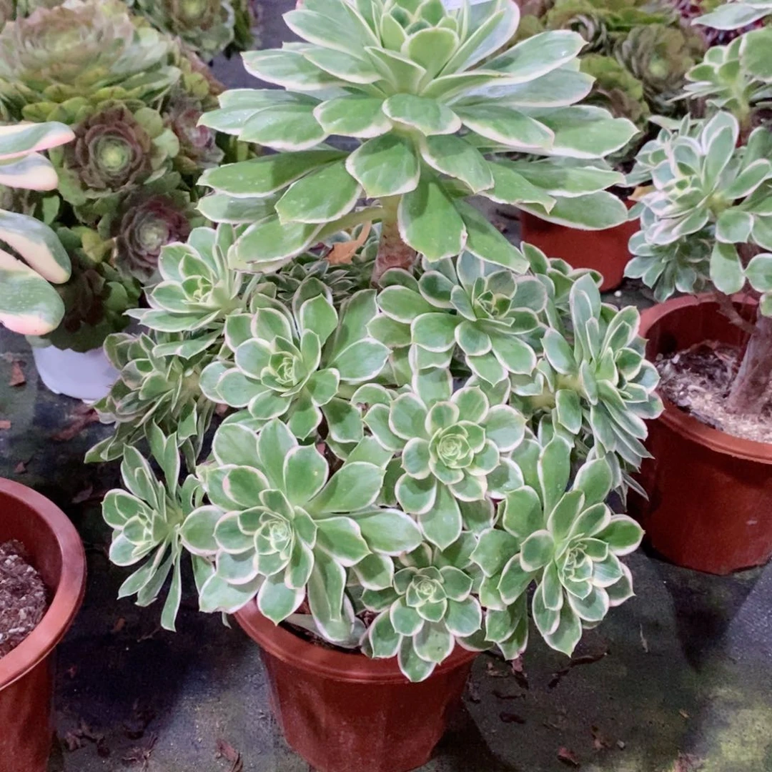 叮*当大叶绿玫瑰405多肉有一点伤疤