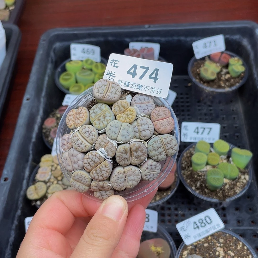 4740000000怀胎啦花花花花