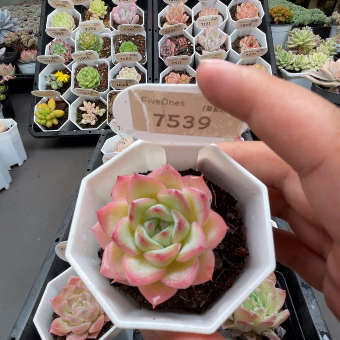 7539水晶玫瑰4.5厘米