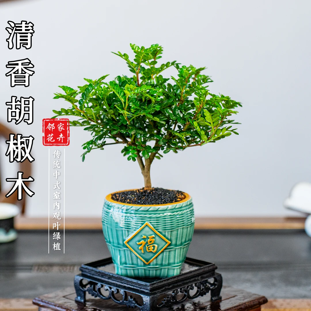 【棒棒糖】胡椒木盆景室内好养盆栽绿植美观茶室客厅阳台