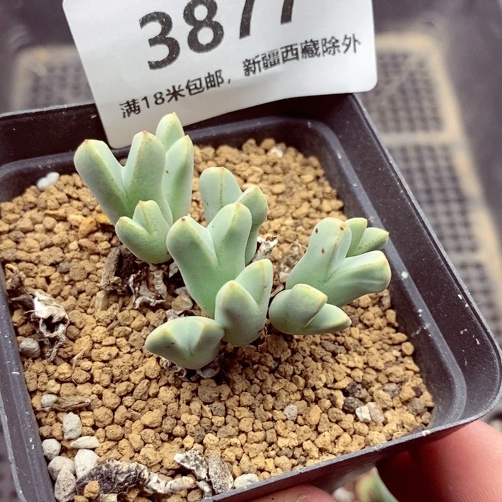 3877。