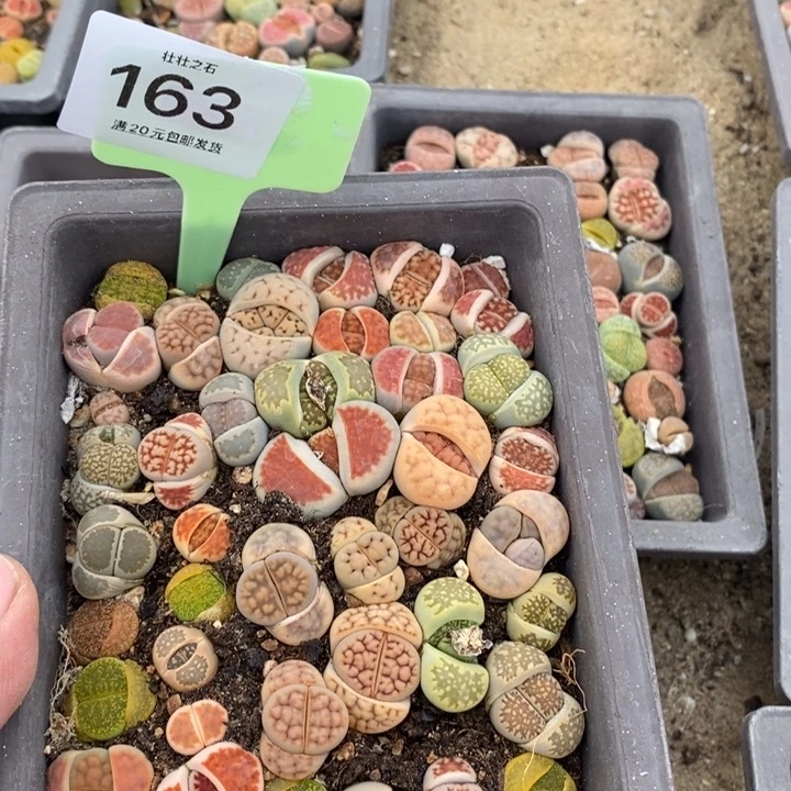 一****࿐163生石花小苗