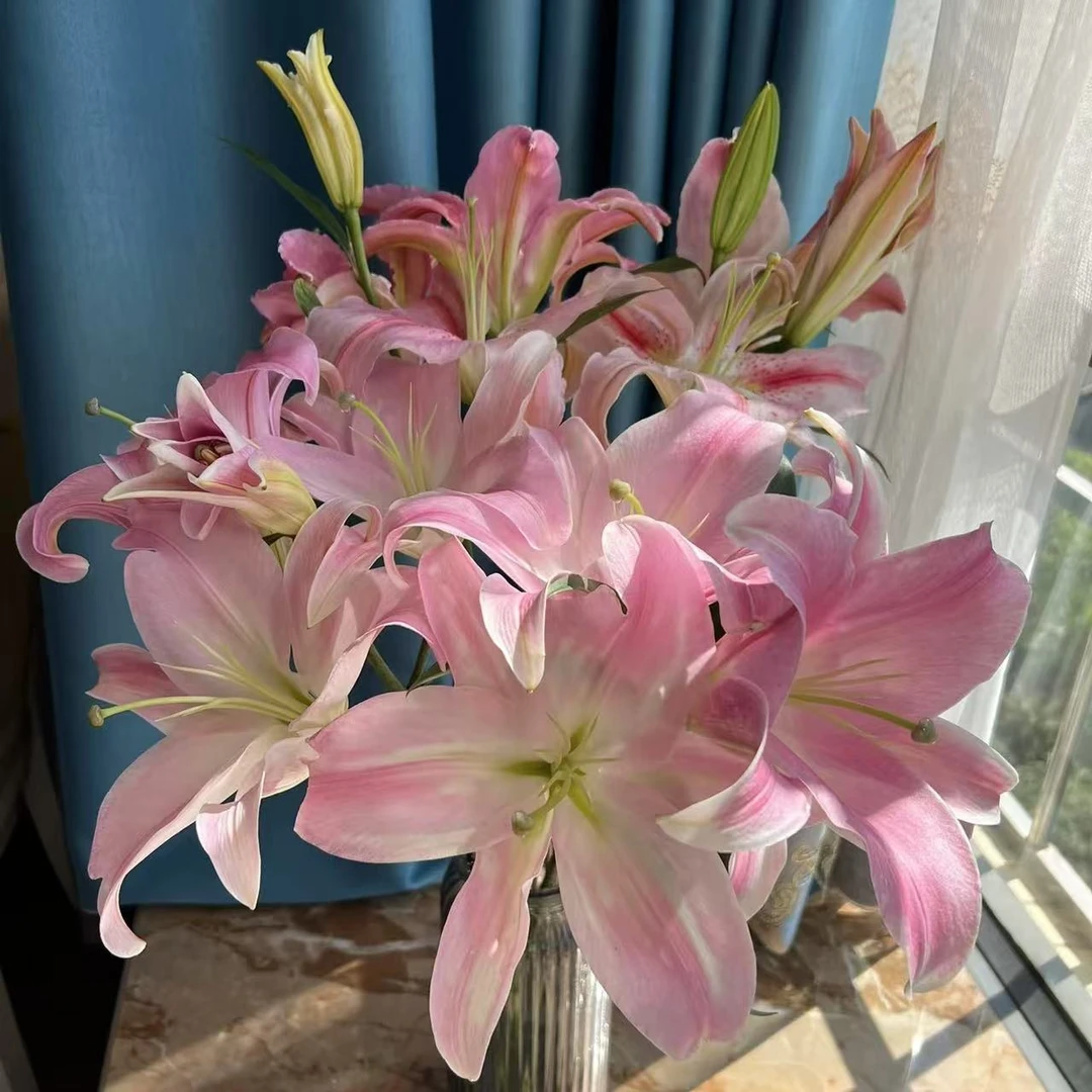 【星光】香水百合鲜切花(五度以下拍保温棉 不拍不售后)