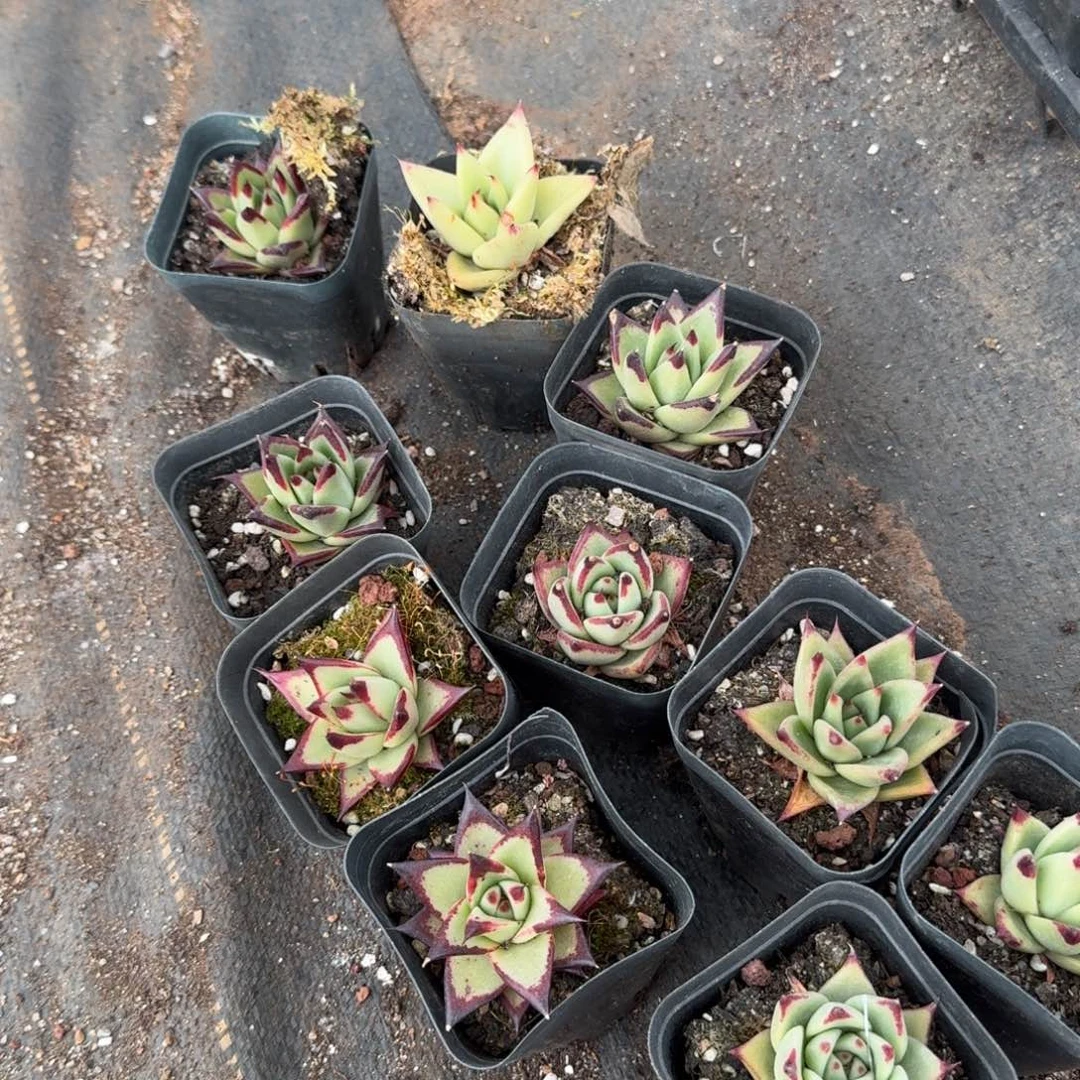 乌木小盆十棵量拍19-24