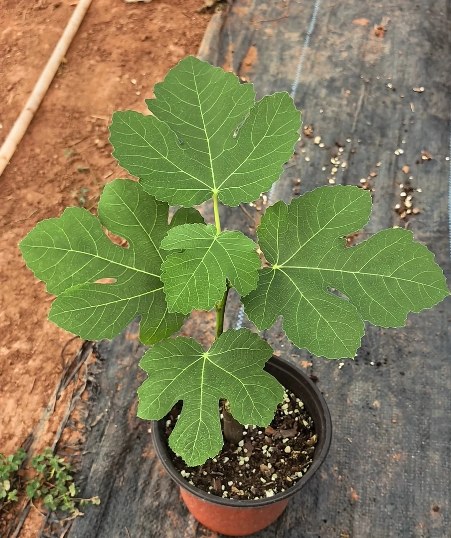 （多品种链接）无花果南北方阳台小院均可种植早熟丰产蜜甜