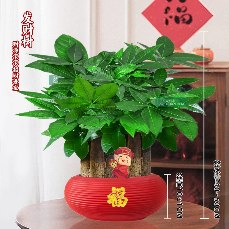 【六杆发财树】桌面绿植盆栽喜庆节日年宵送礼好养耐阴绿植40-50cm