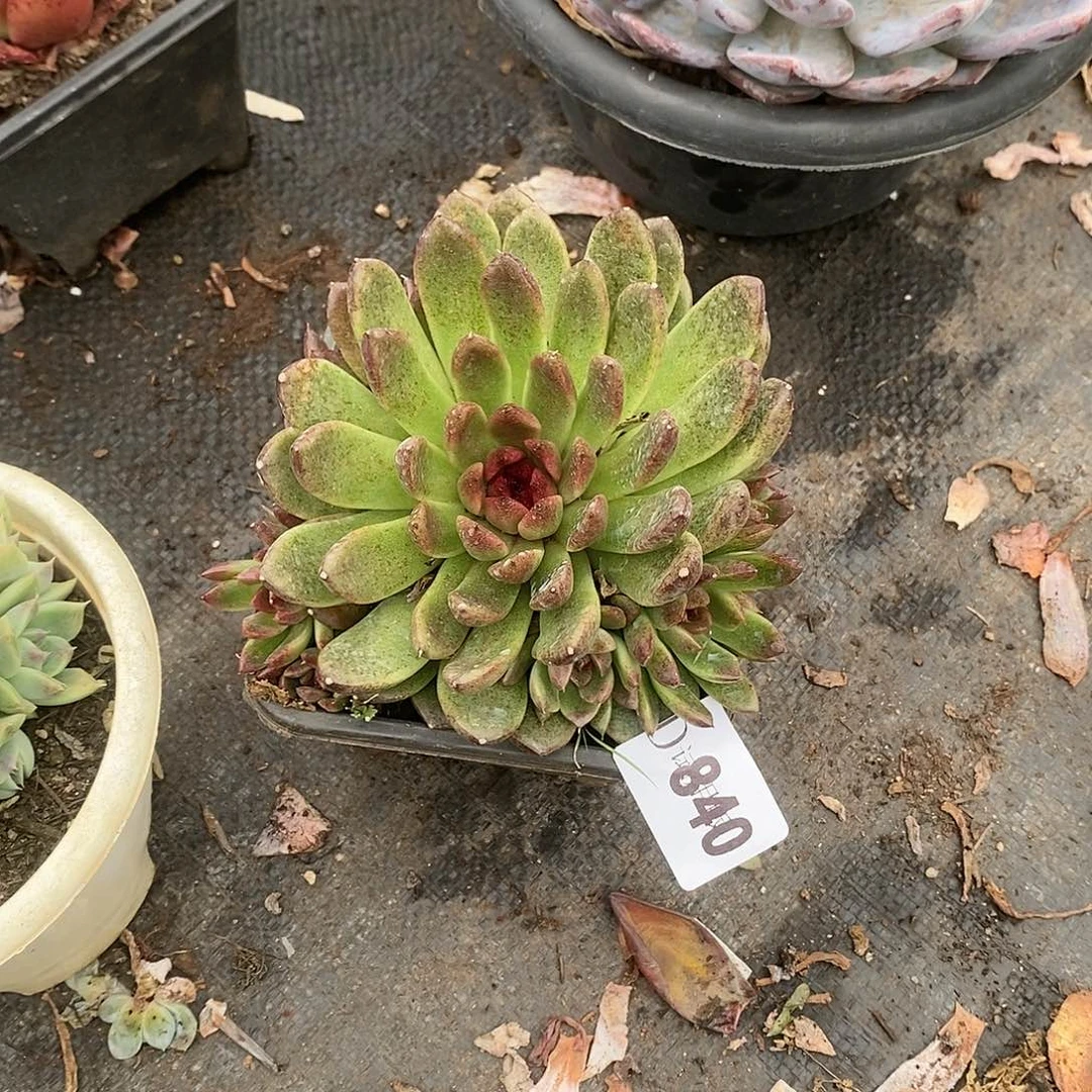 星***?840黑水晶多肉植物