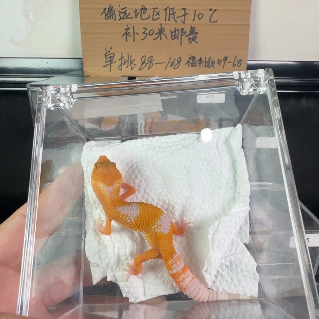 豹纹守宫阳光一只