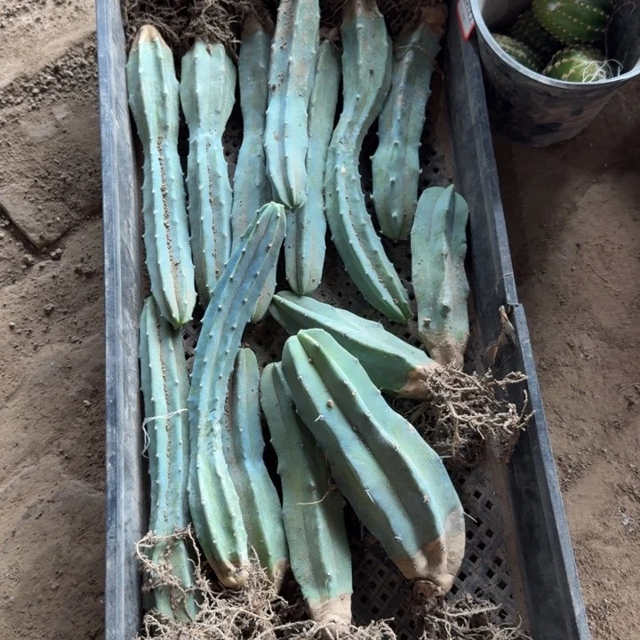 龙神木根脱土发货弯不好，20包邮