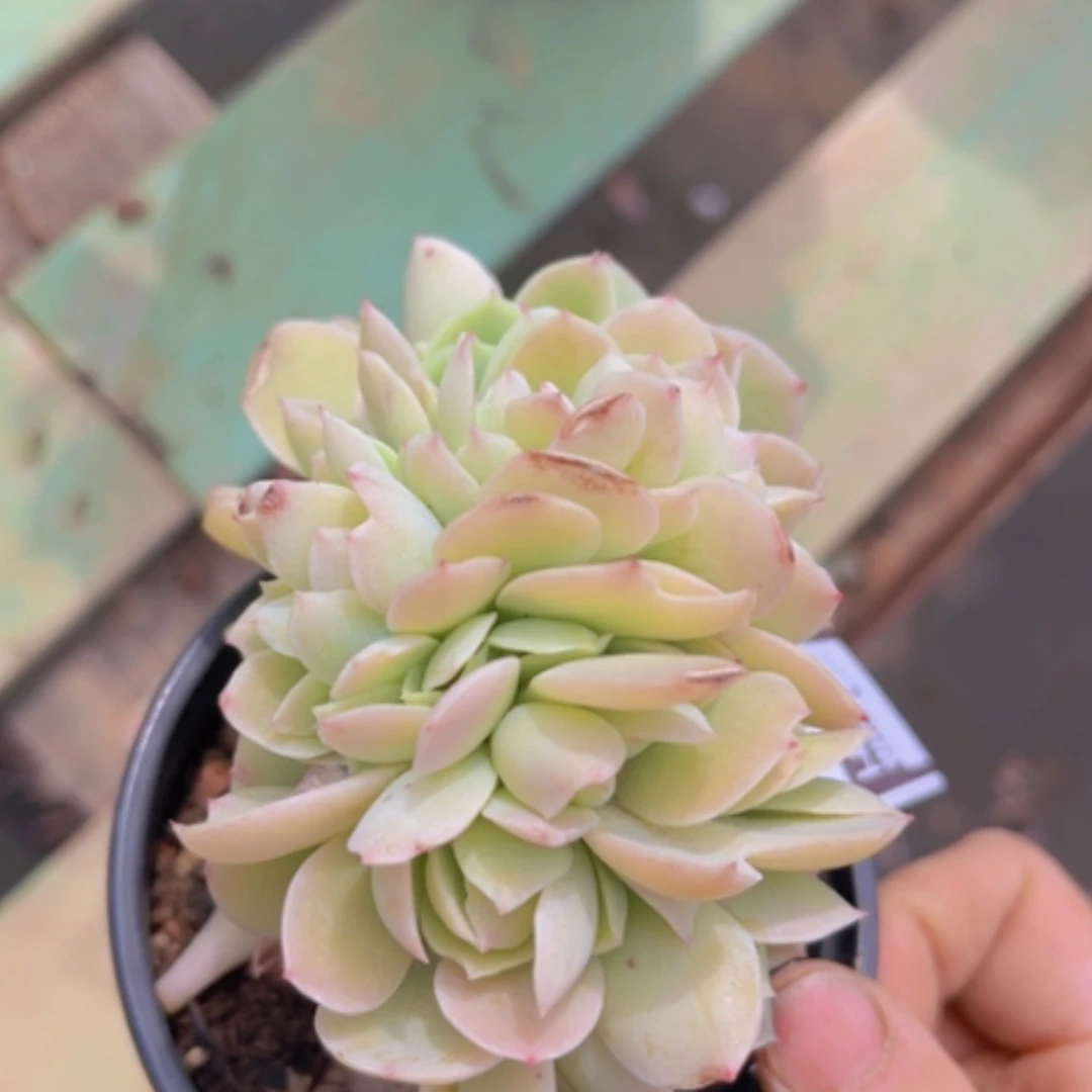 【闪购商品】碧桃缀1767