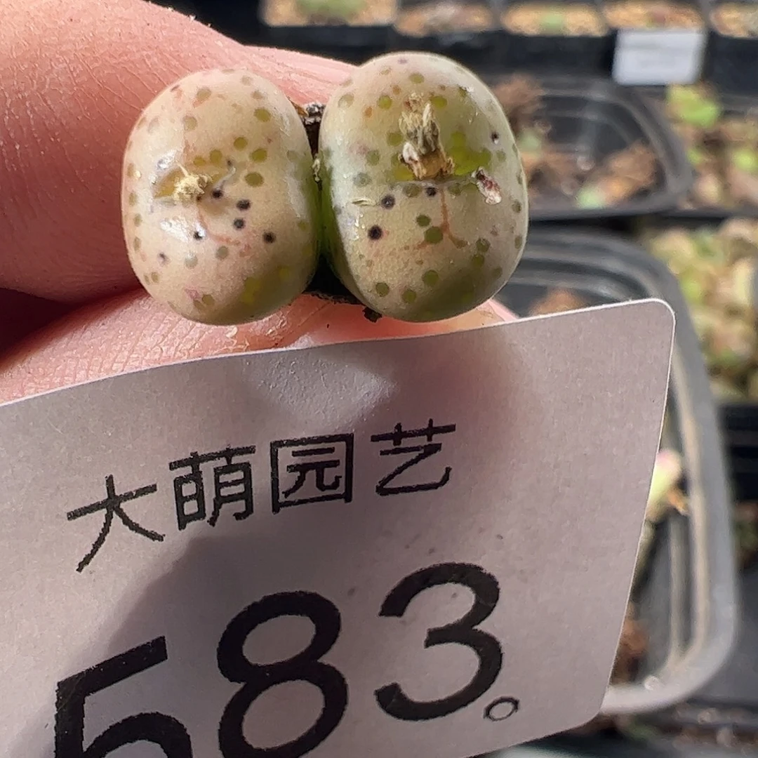 一物一拍。    583