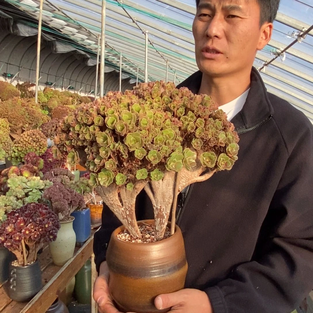 柠檬玫瑰朵朵缀不带盆土一处干伤