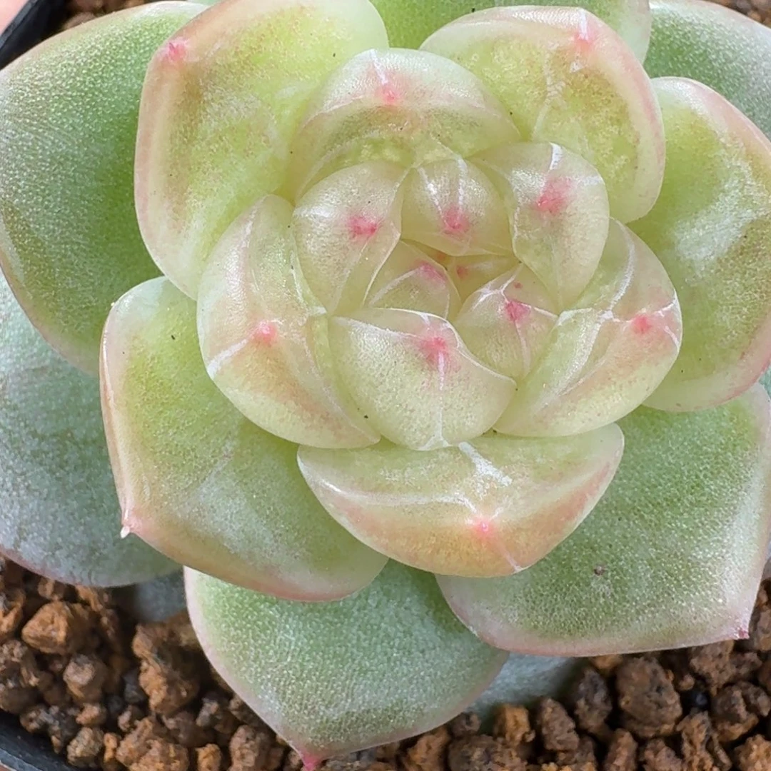 1230-6-元旦单头一颗单头