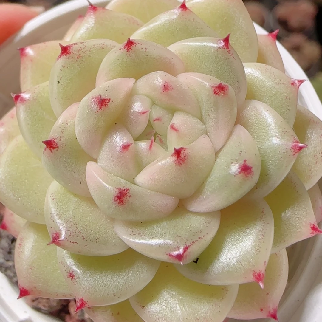 花语多肉1220-108