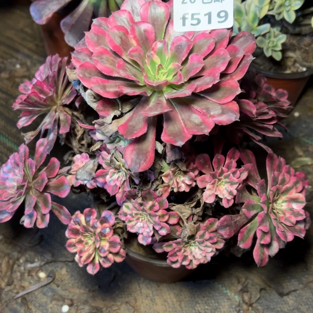 519红铜白，多肉法师