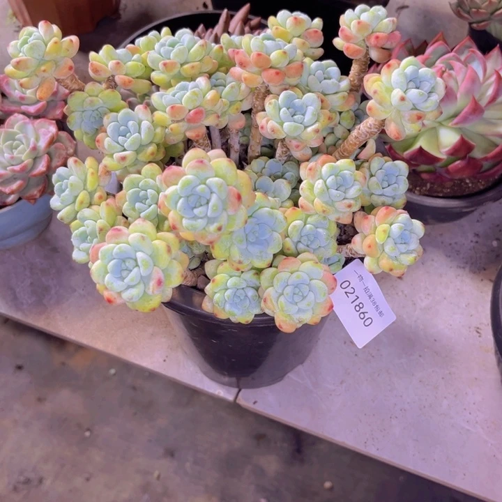 多肉一物一拍1860