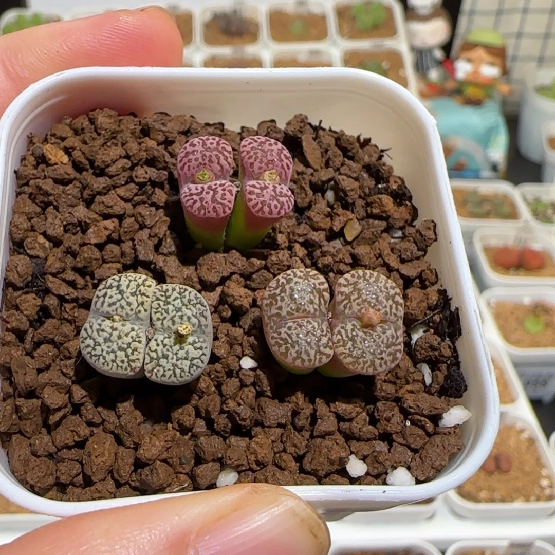 肉锥多肉植物组合-勋章一盆1075