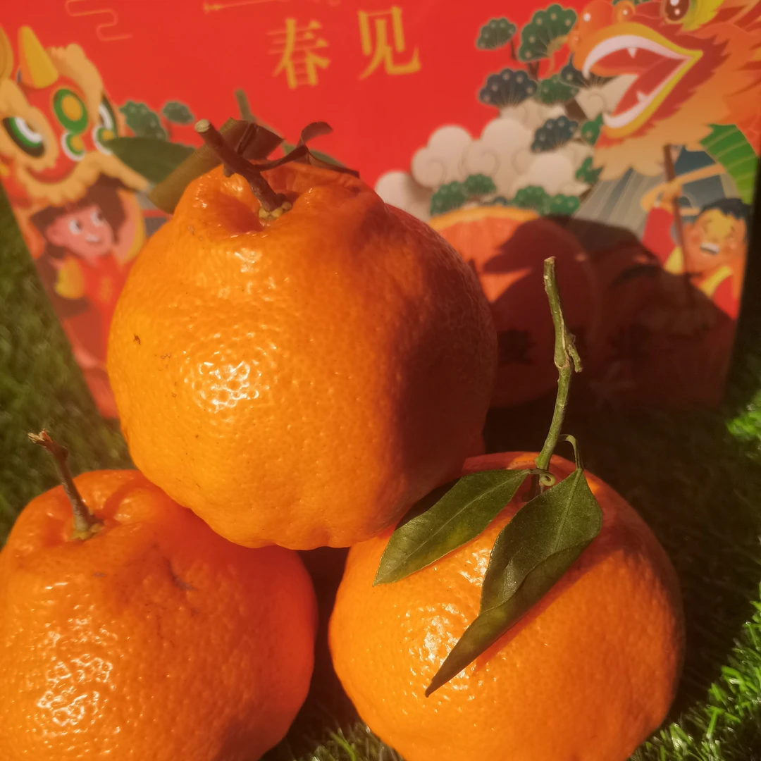 四川耙耙柑  产地直采   到手四斤±二两耙耙柑四川省四川省成都市