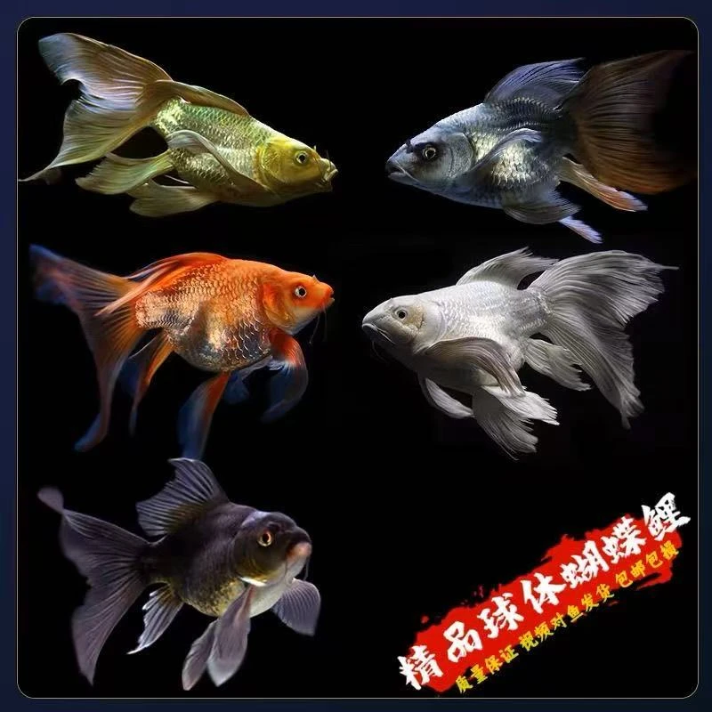 一物一拍蝴蝶鲤大鳍大尾淡水冷水鱼短身~顺丰~包邮