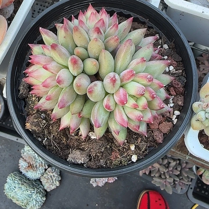 青蛙王子儿童牙膏套装11