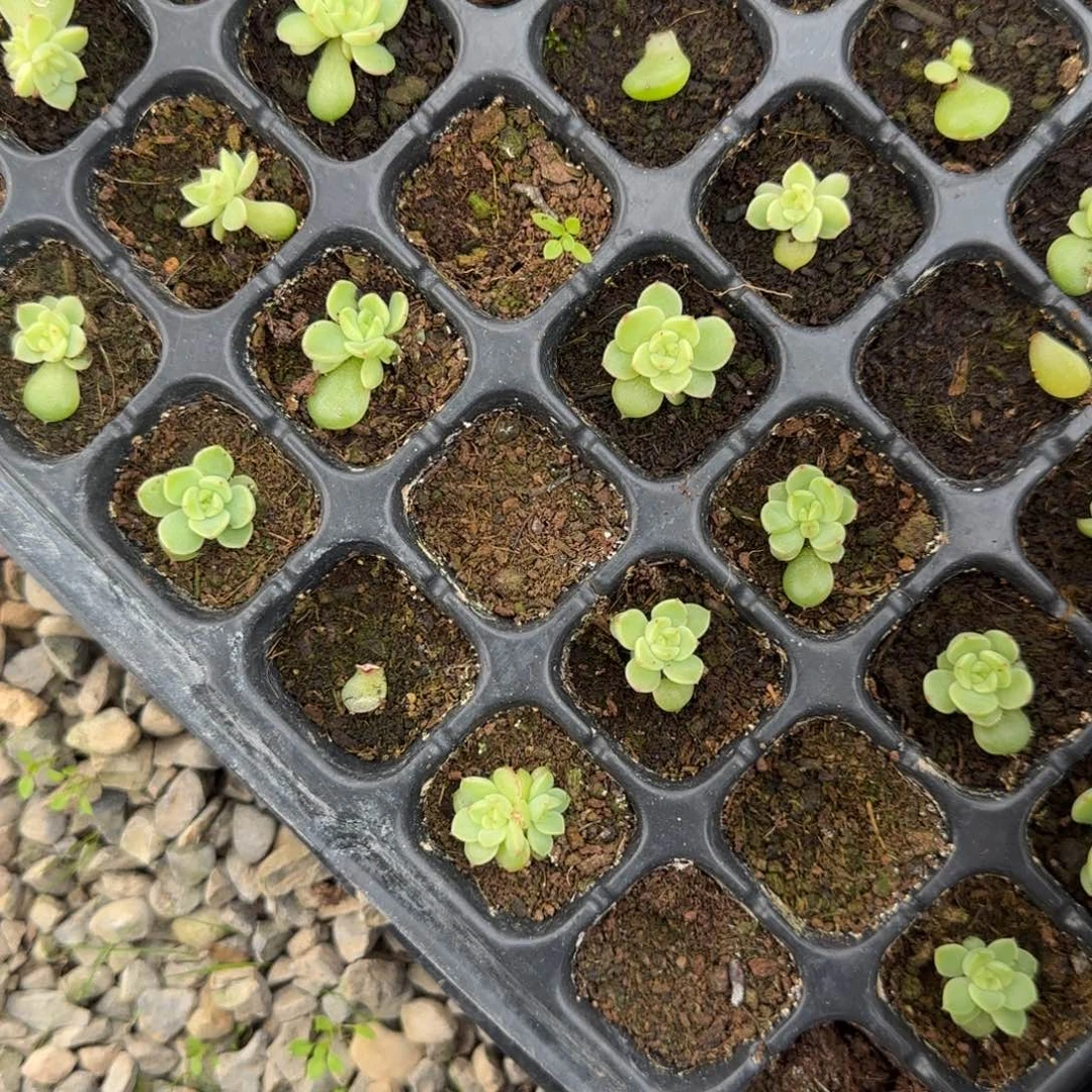 仙台珍妮穴一个满25包邮