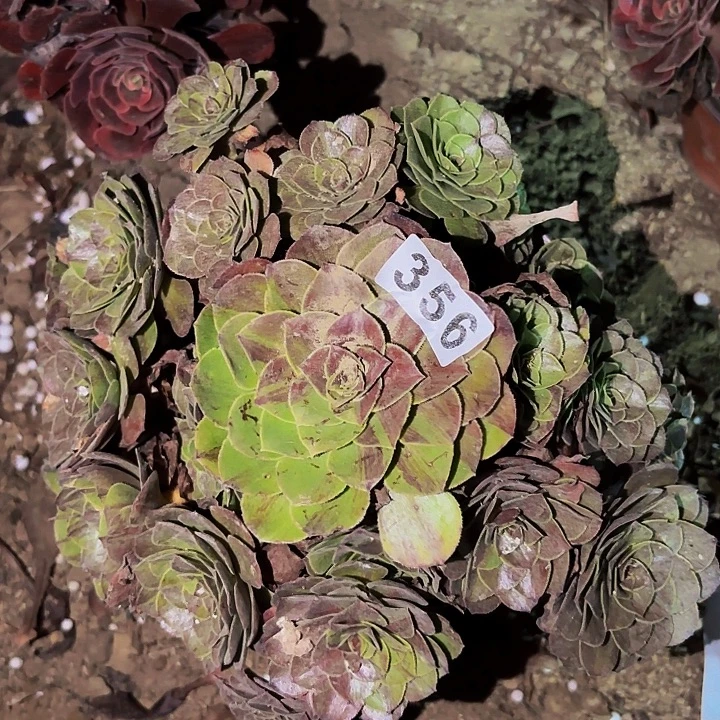 356花月夜多肉植物