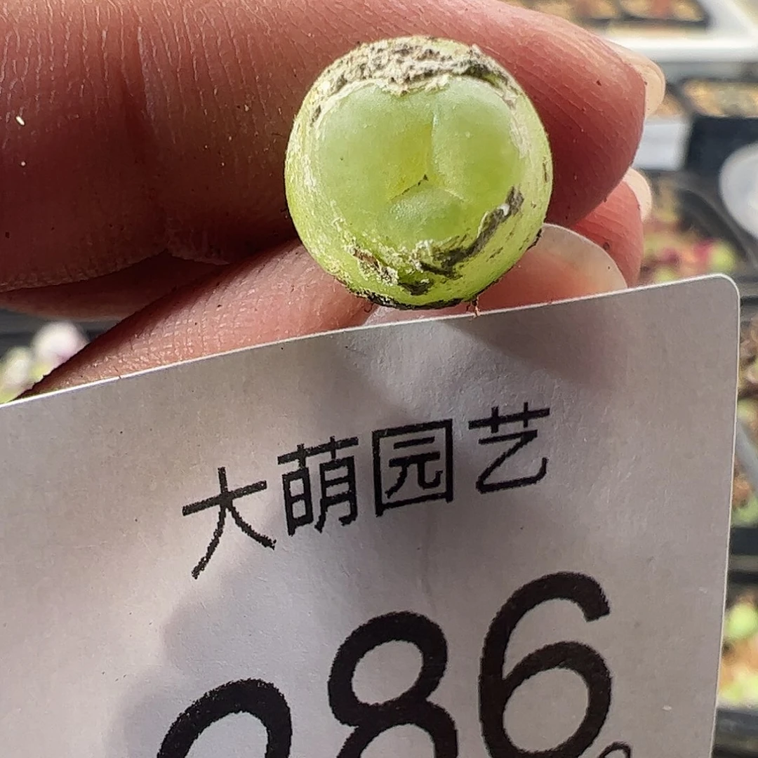 一物一拍。       286