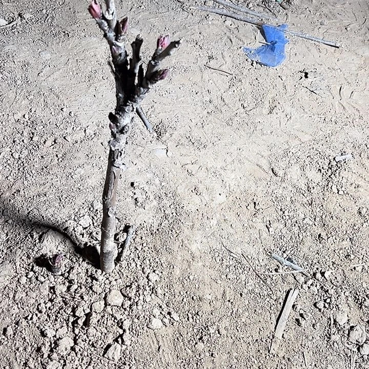 果***晨完全开放魏紫中颗^_^