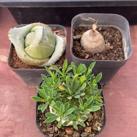 小*毛组合3颗仙人球