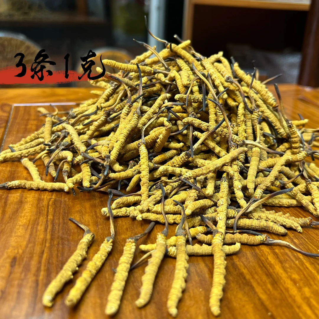 【冬虫夏草】 50克 3条1克 实收现卖  小黄芽  自然晒干 品质滋补