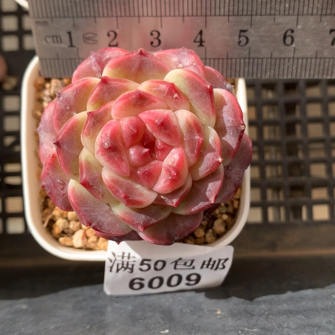 6009。秘境冰魄。