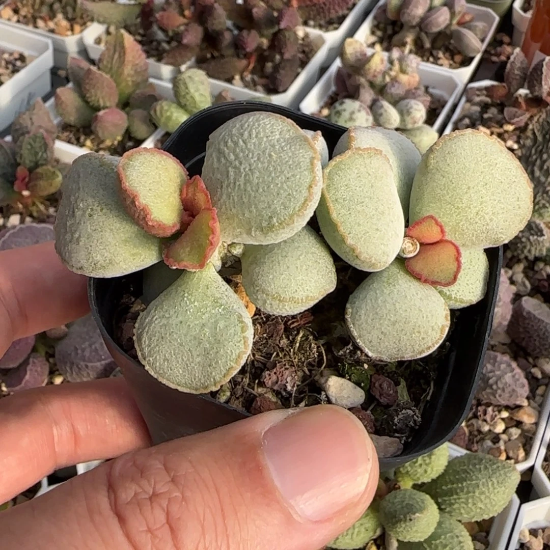 醉夕阳水泡多肉植物