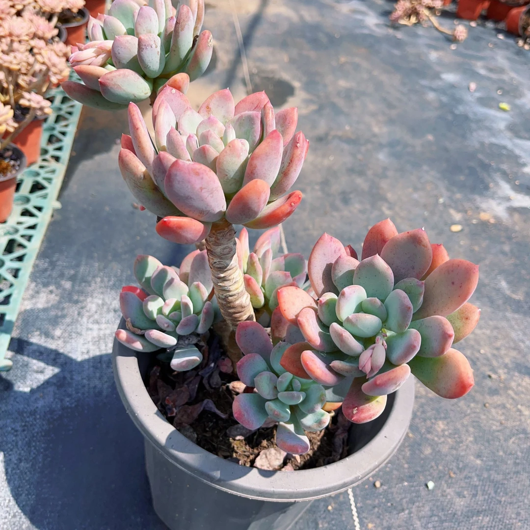 灰姑娘老腿 多肉满18包邮