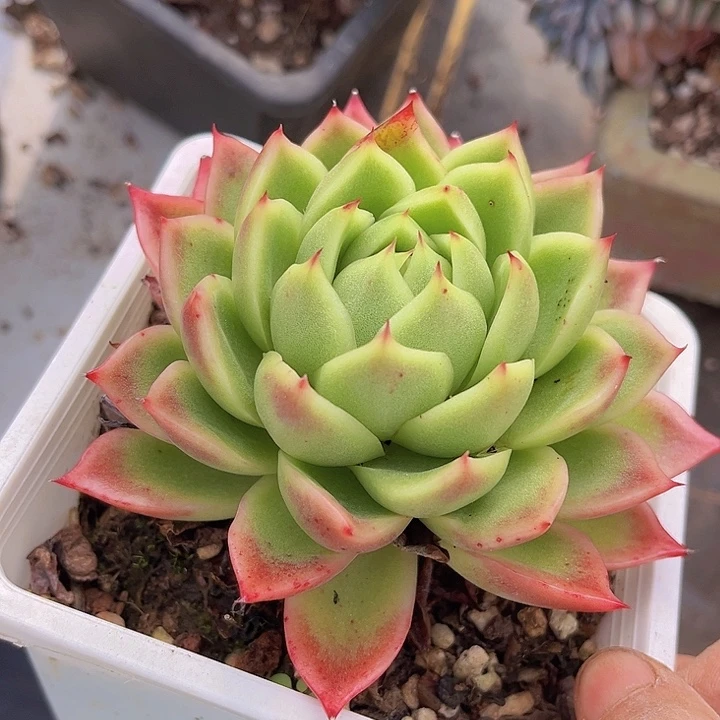 红女巫09181多肉植物