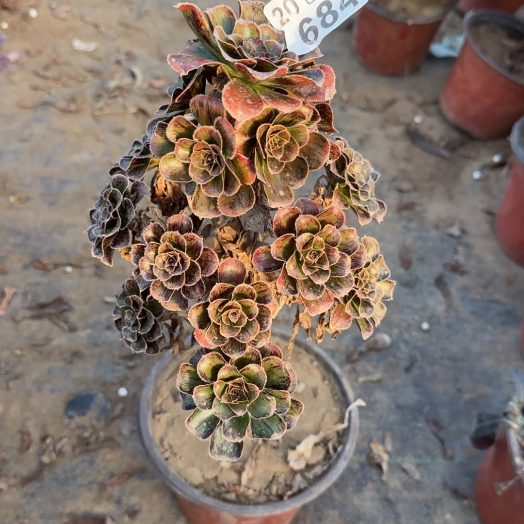 拉丝锦684满20包邮断枝不包