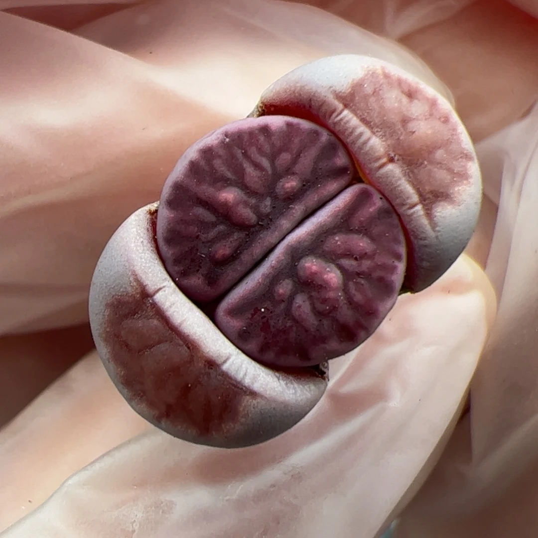 0568号 紫菊多肉植物