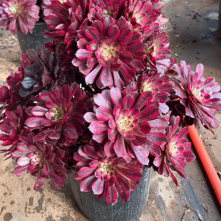 122美姬多肉法师福利不包损