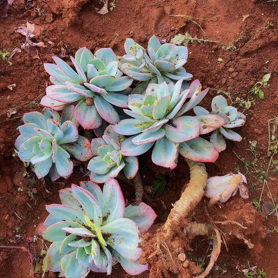 血凤老桩一堆19.8多肉，福利款不售后