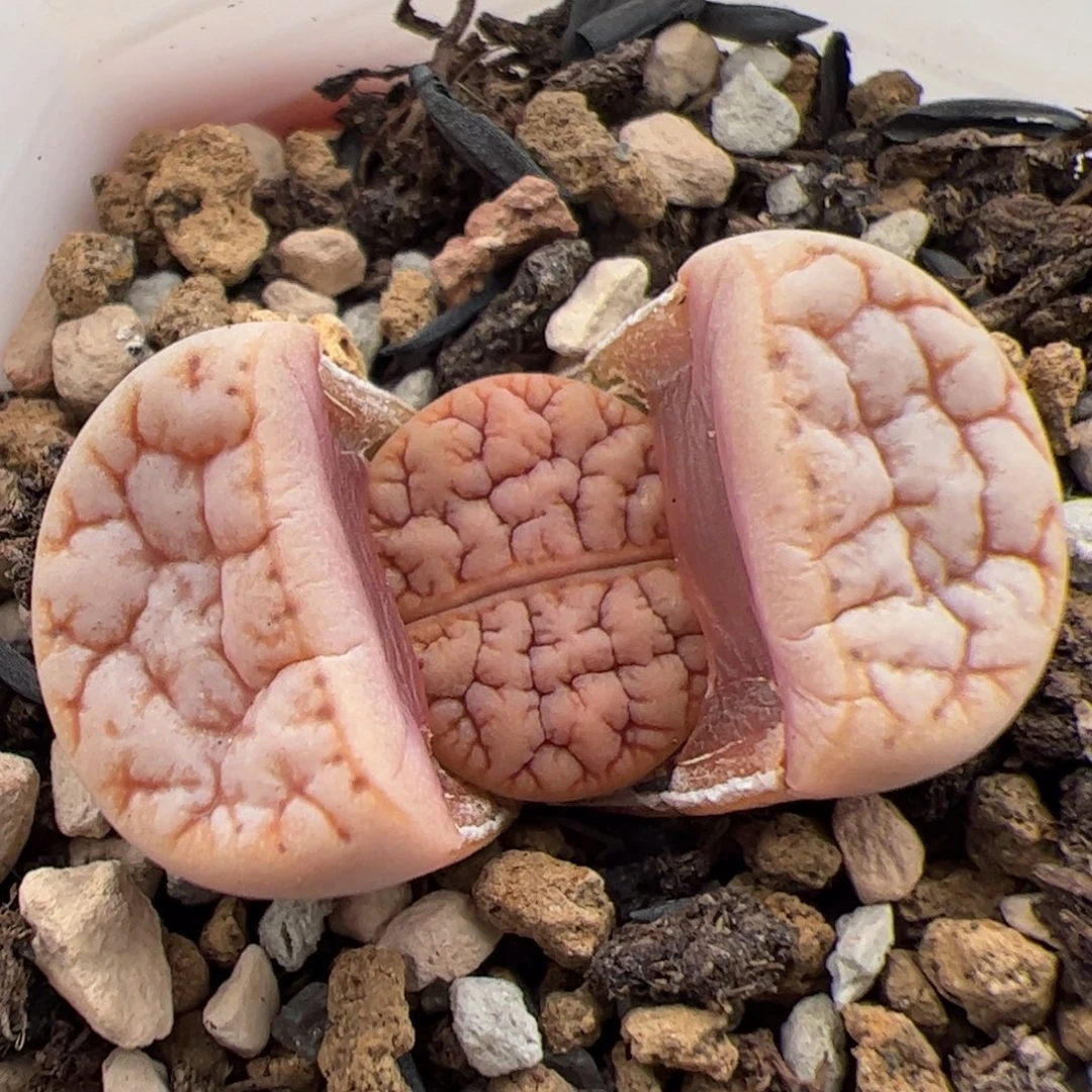 056号拿铁189 多肉植物