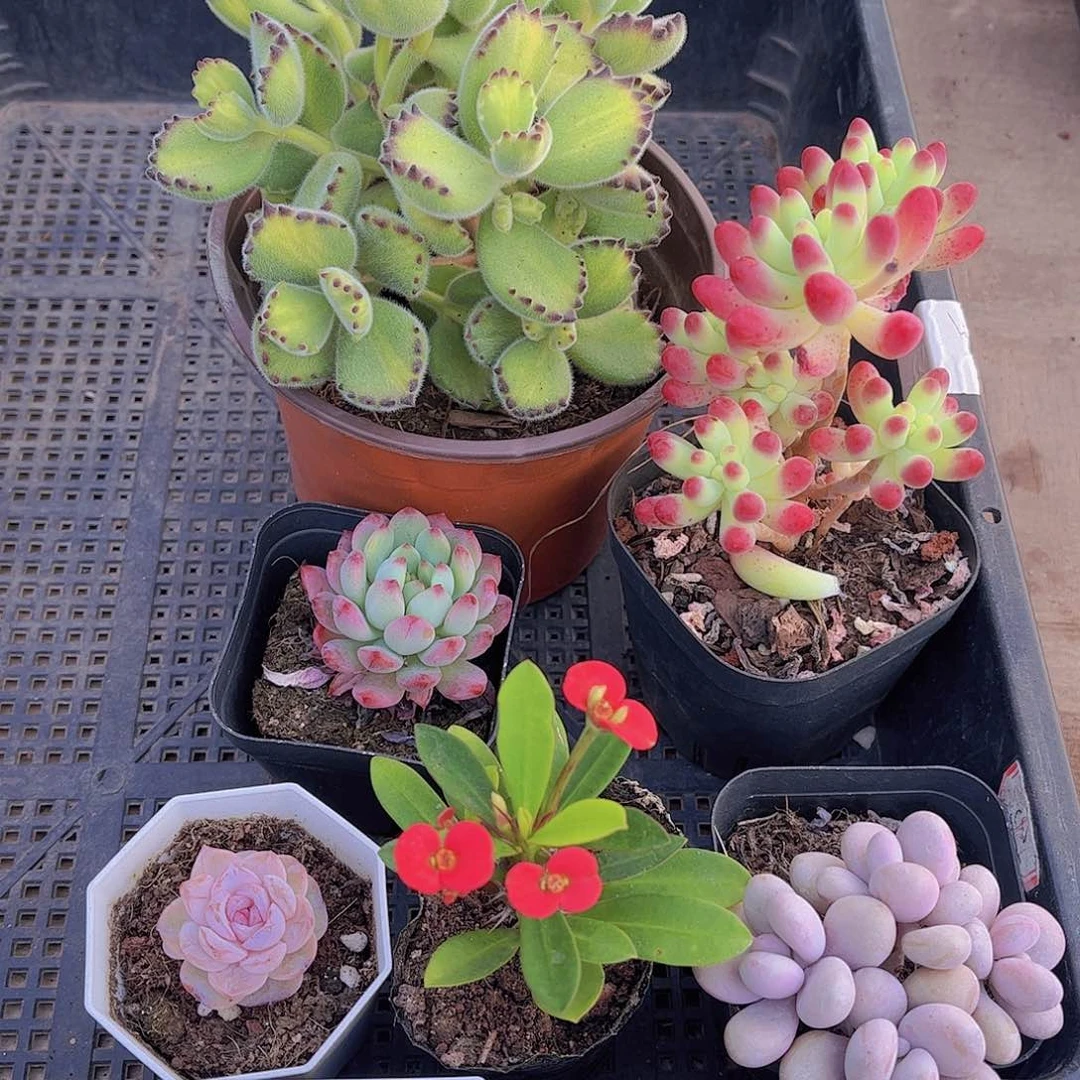 多肉944多肉植物