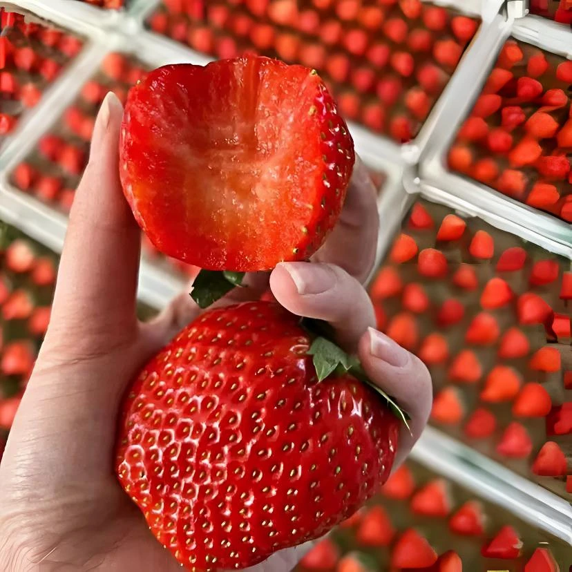 H顺丰包邮】大凉山露天奶油草莓3斤新鲜水果非丹东99草莓