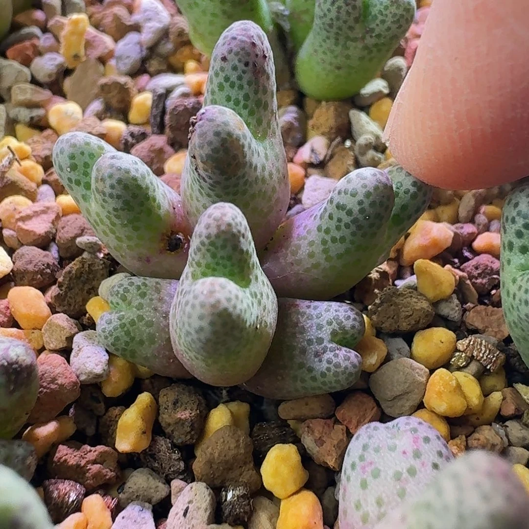 24号六头955斑马一物一拍