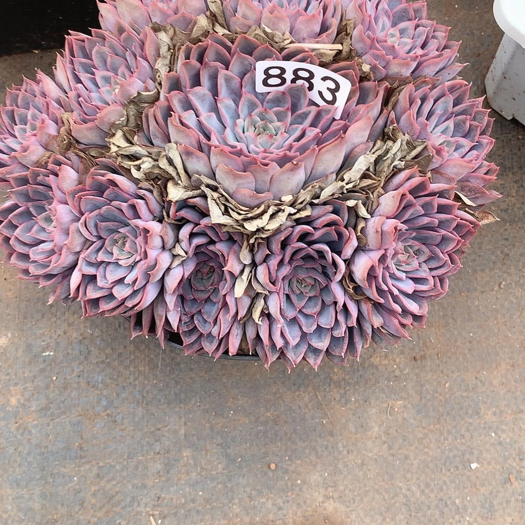 883猎户座 一物一拍多肉